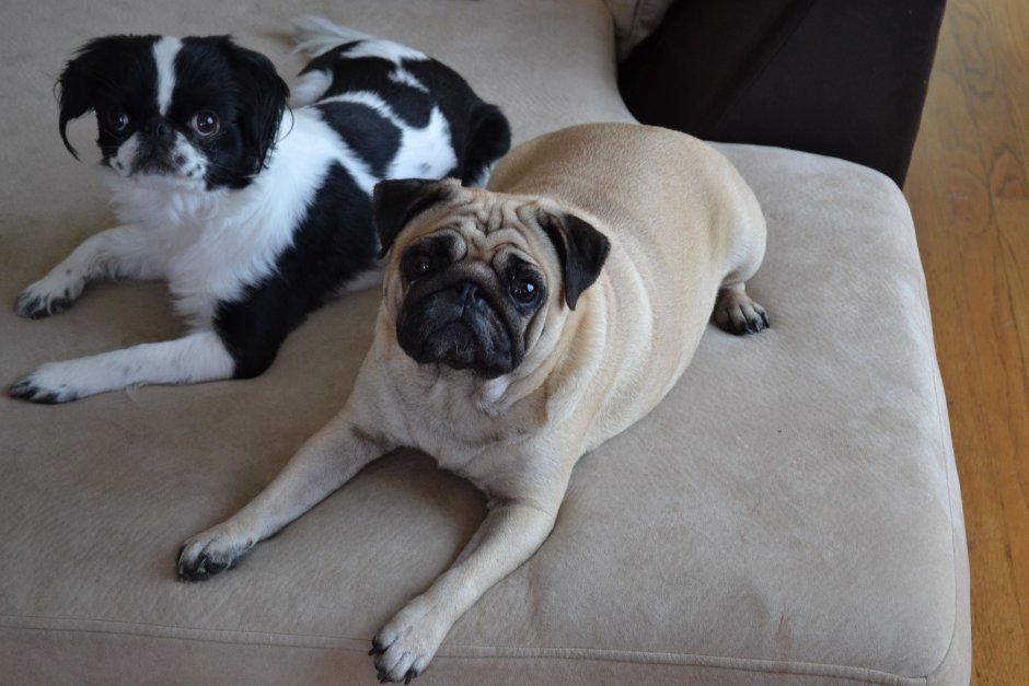 Трогательные стихи про МОПСА