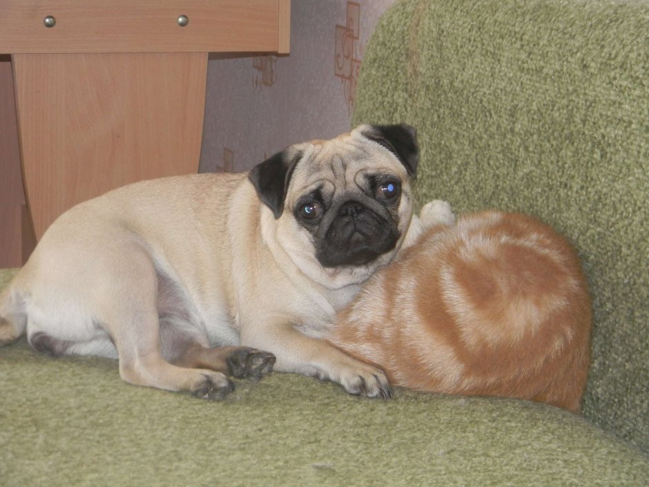 Пекинесики щенки