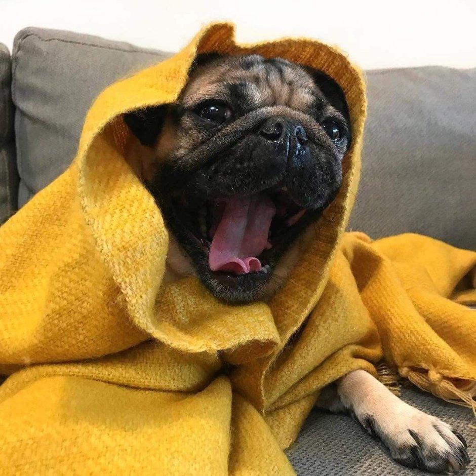 Чубася Мопс