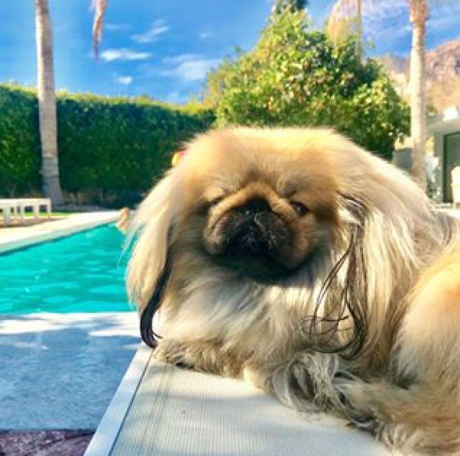 Собака похожая на МОПСА