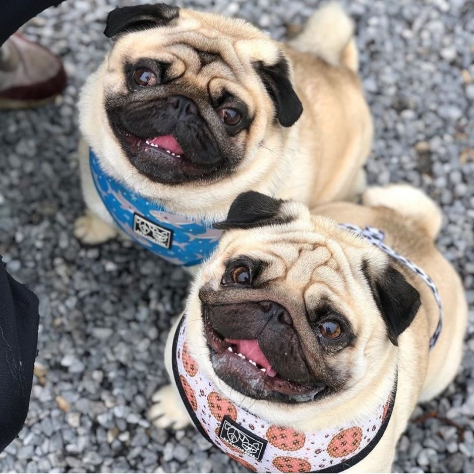 Помесь МОПСА И чихуахуа