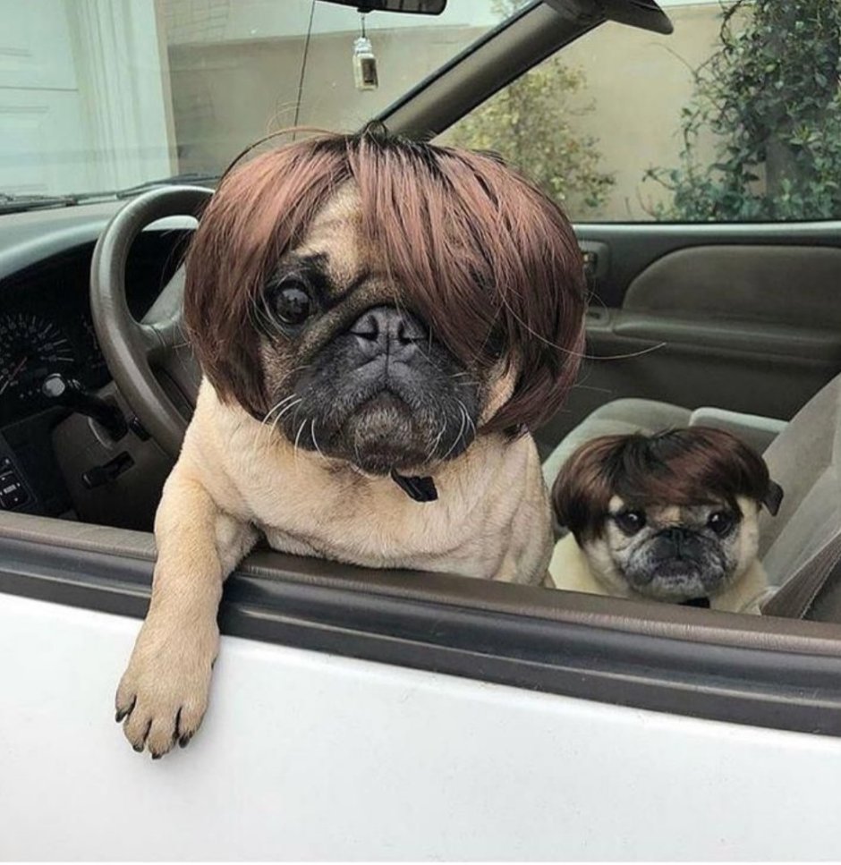 Метис МОПСА И Джек Рассела