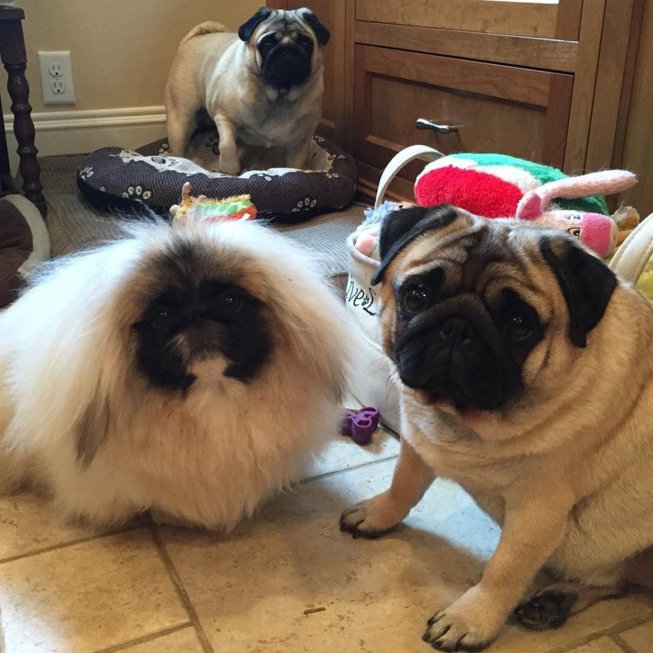 Ши тцу и Мопс помесь