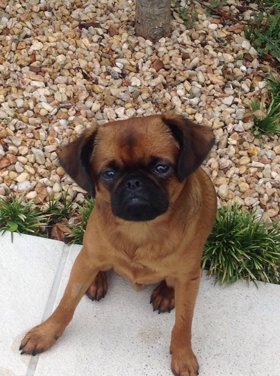 Вислоухий Мопс