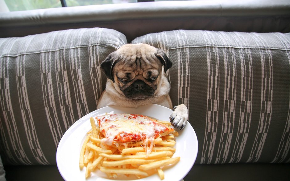 Мопс снайпер