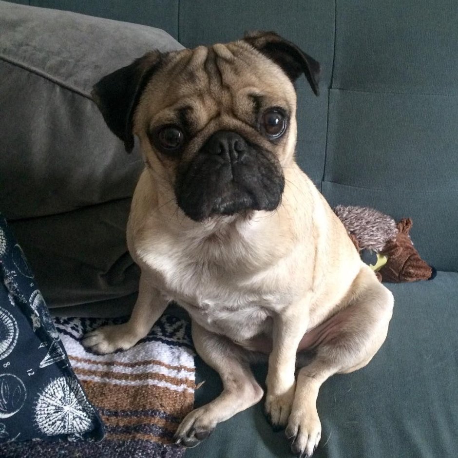 Мопс с телефоном