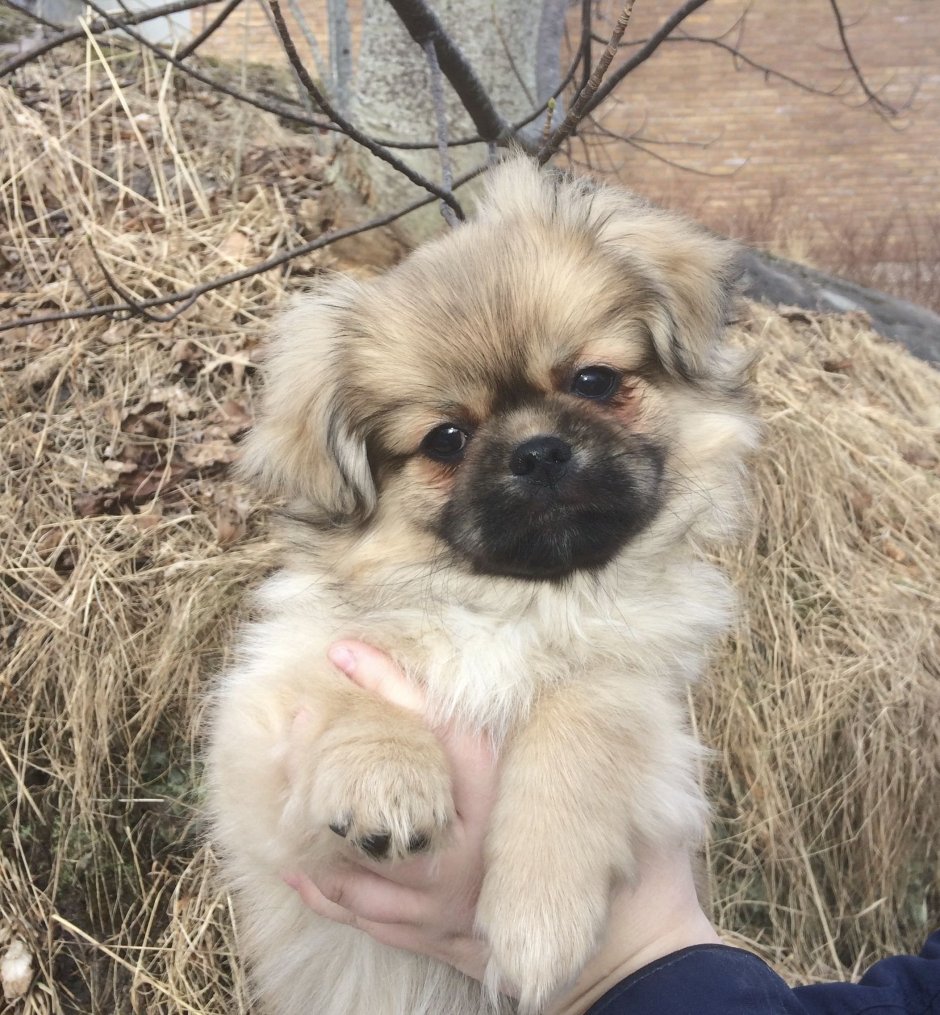 Пекинес с бульдогом