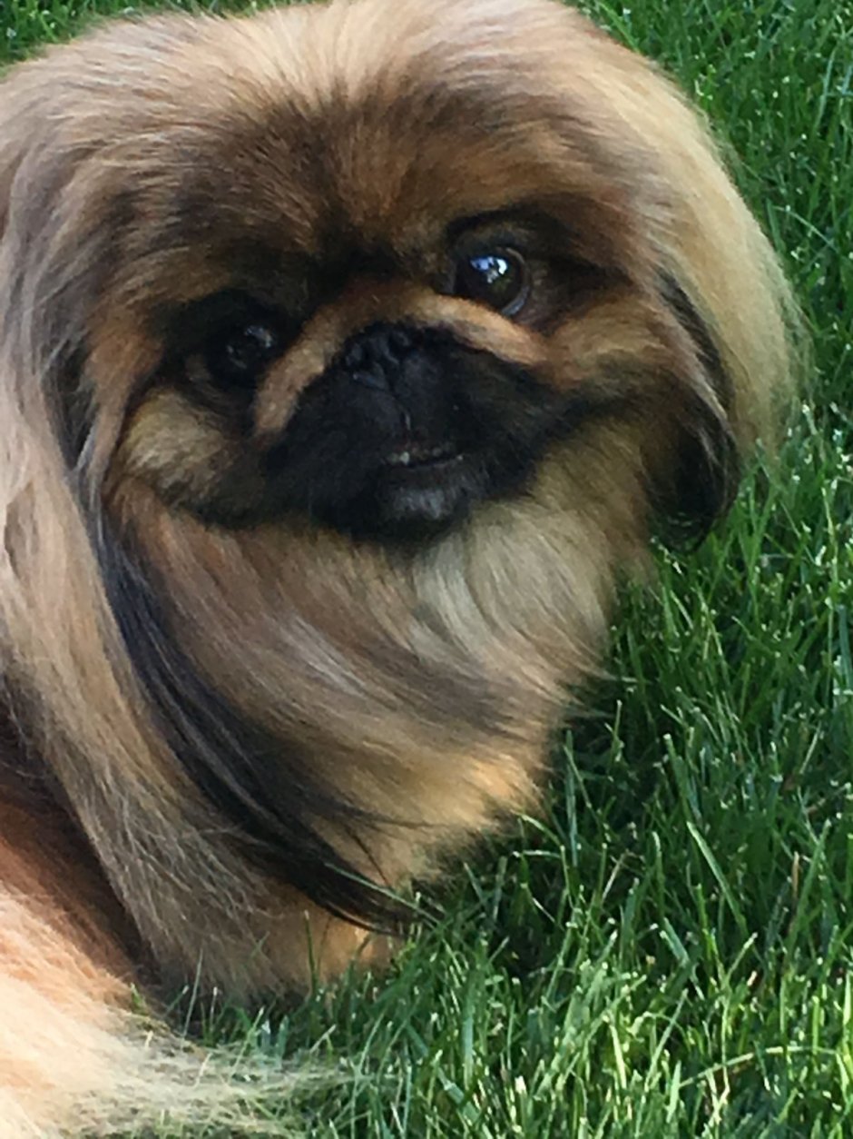 Мопс с длинным носом