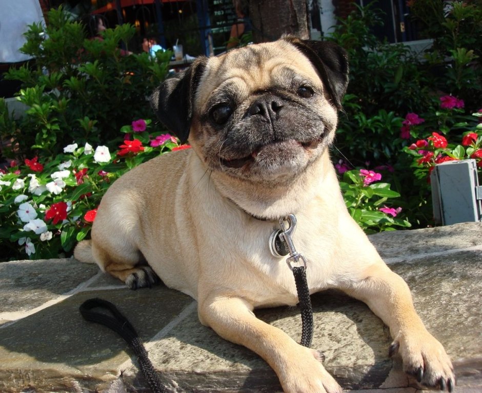 Тибетский Мопс