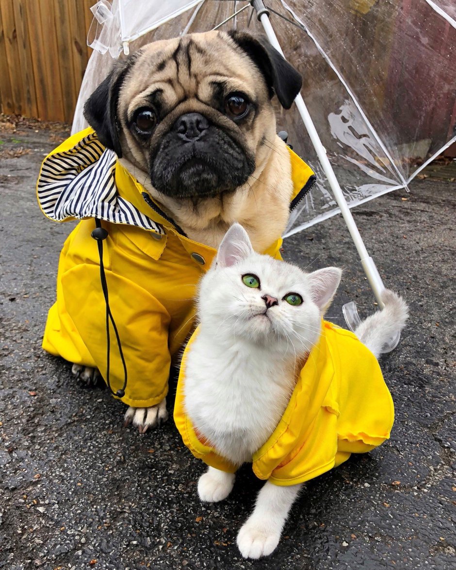 Пижама с мопсами