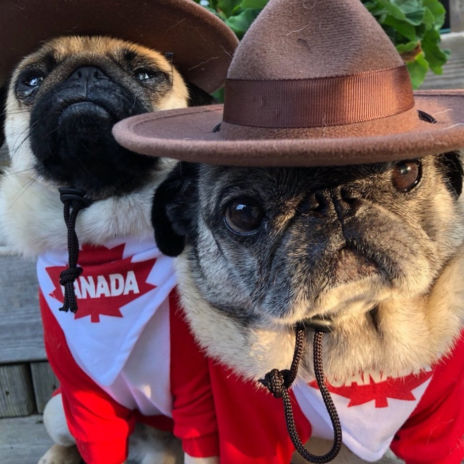 Собака в костюме цветка