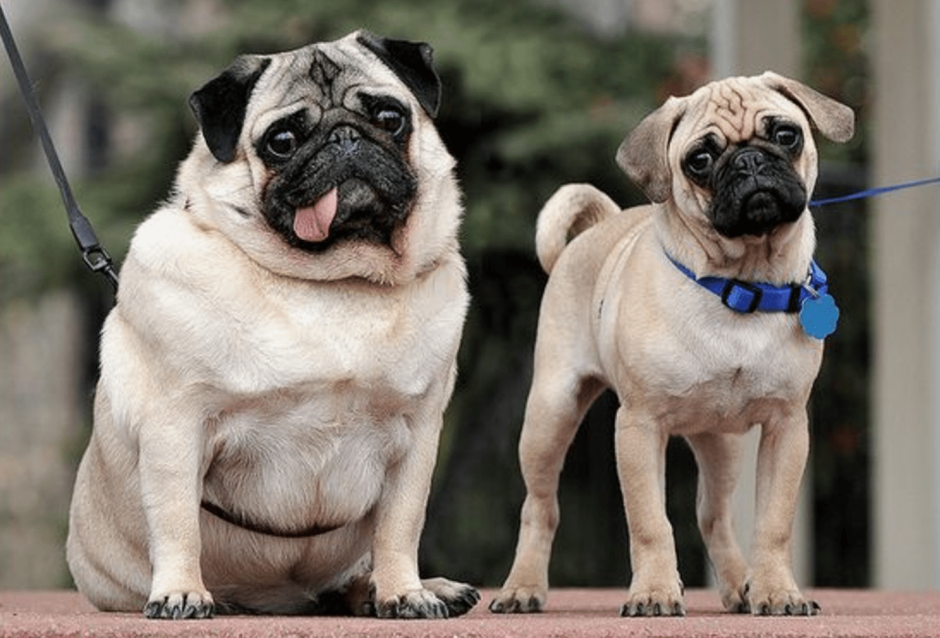 Самый большой Мопс