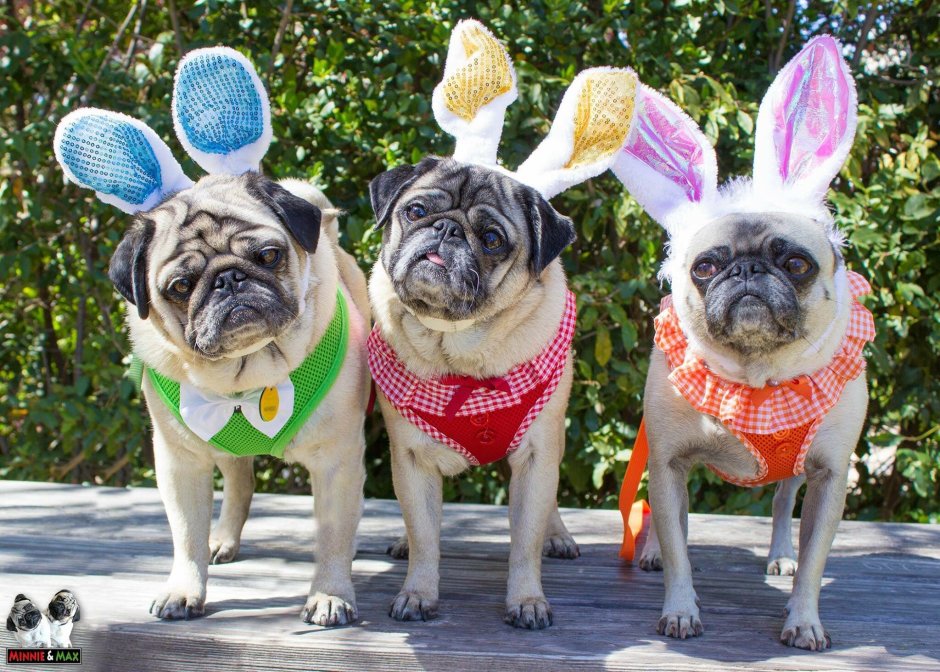 Пекинес гладкошерстный Королевский