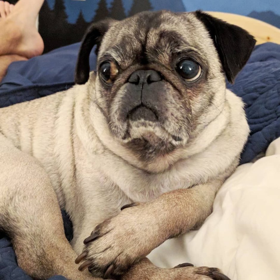 Лысый Пекинес