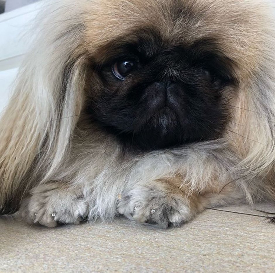 Мопс в доме