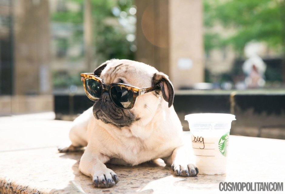 Британский Мопс