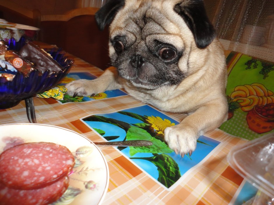 Мопс и пекинес