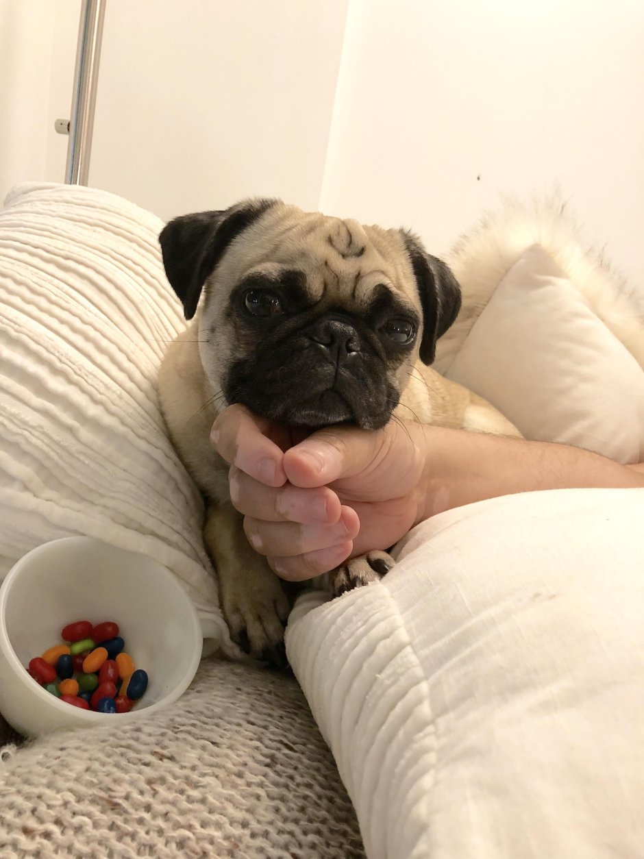 Лежанка для МОПСА