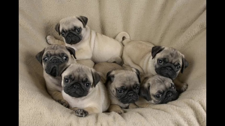 Помесь МОПСА И пекинеса