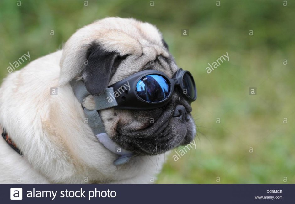 Порода собак Пекинес