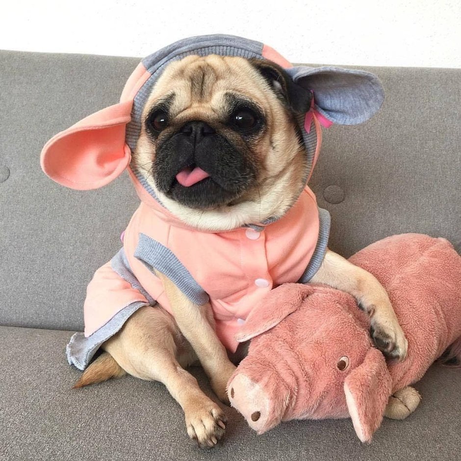 Мопс фото собаки