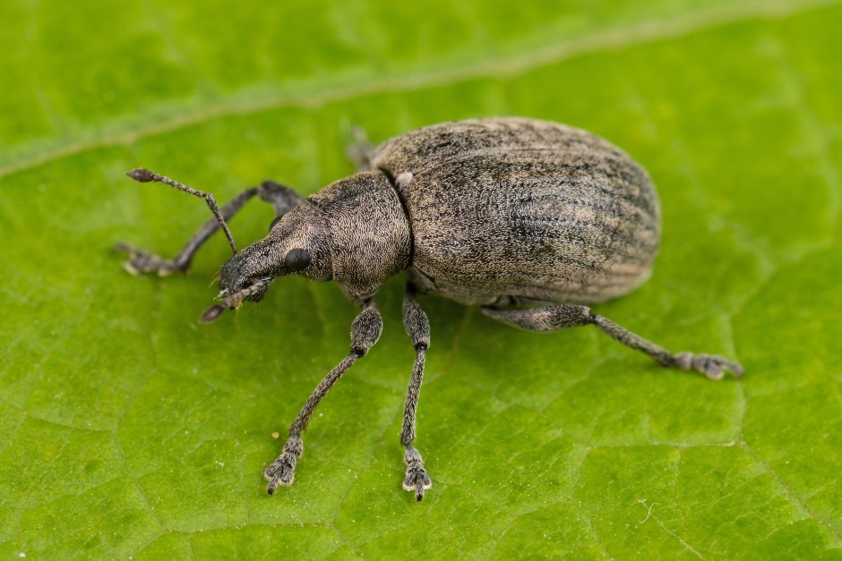 Cyphocleonus tigrinus
