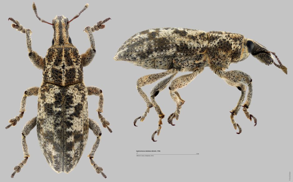 Phyllobius urticae