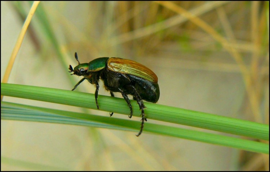 Ceutorhynchus assimilis