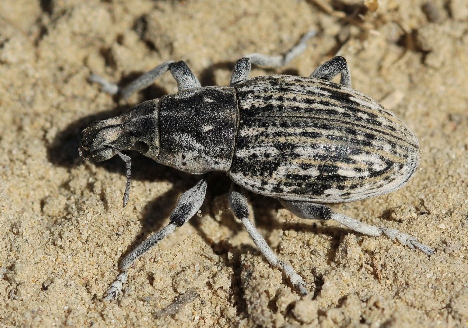 Brachyderes Incanus l.