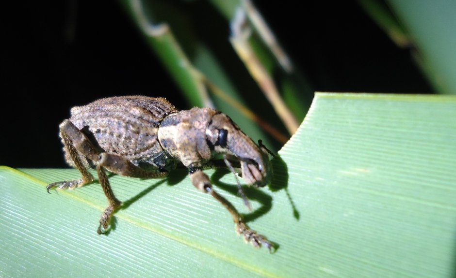 Otiorhynchus cardiniger