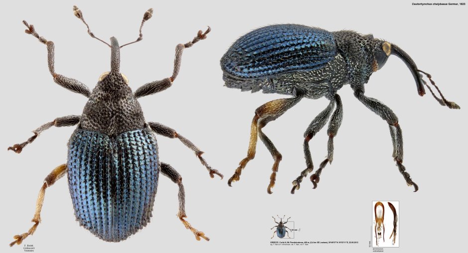 Cyphocleonus tigrinus
