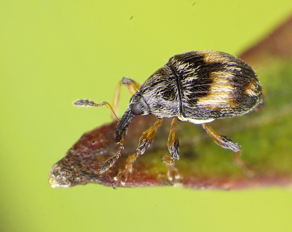 Cyphocleonus dealbatus