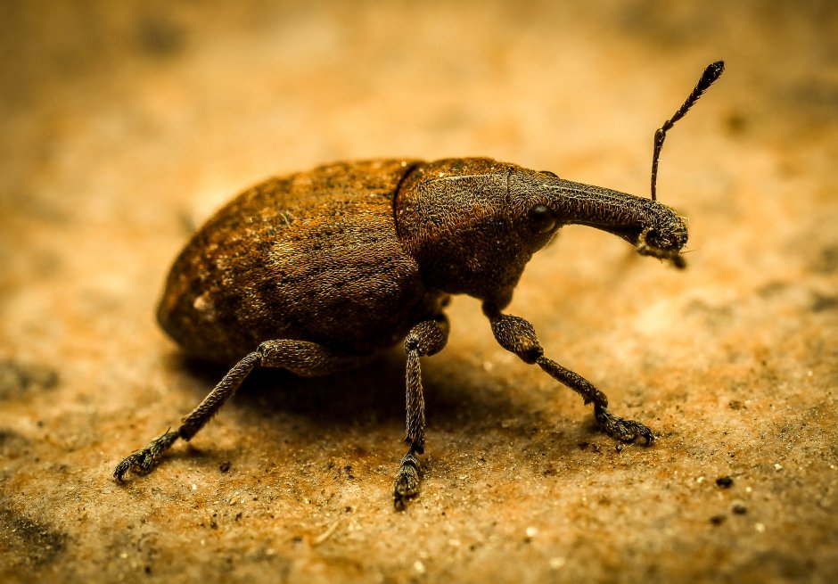 Phyllobius maculicornis