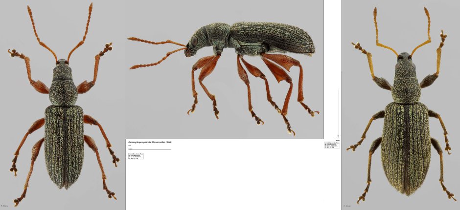 Mononychus olecranus
