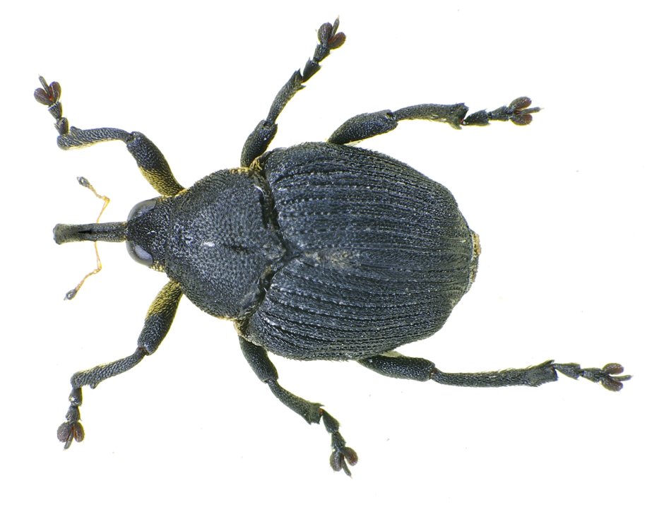 Otiorhynchus krattereri Boheman, 1842