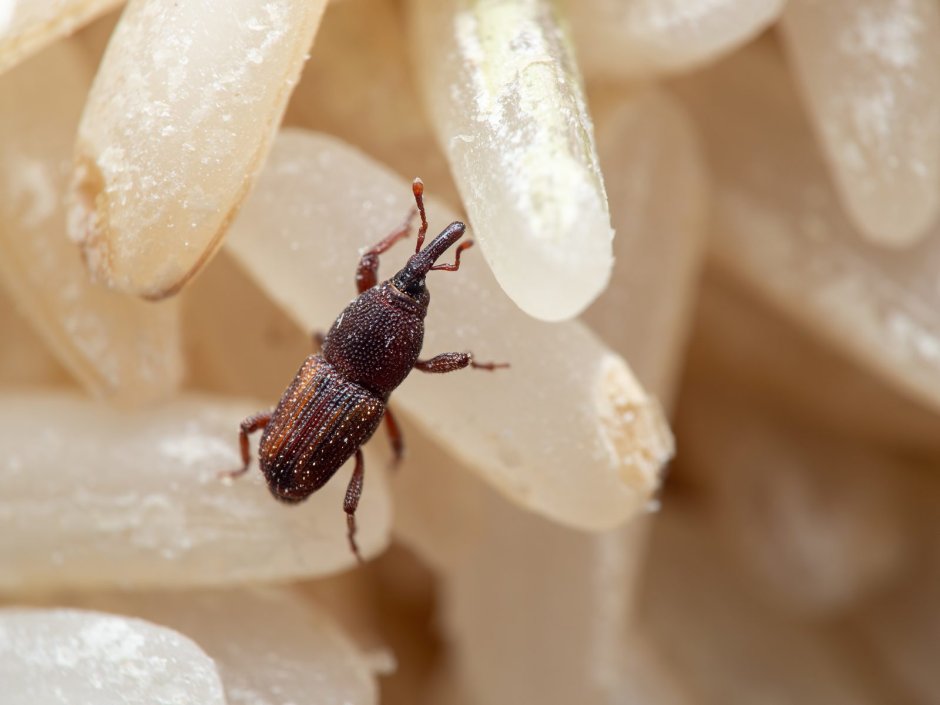 Asproparthenis punctiventris