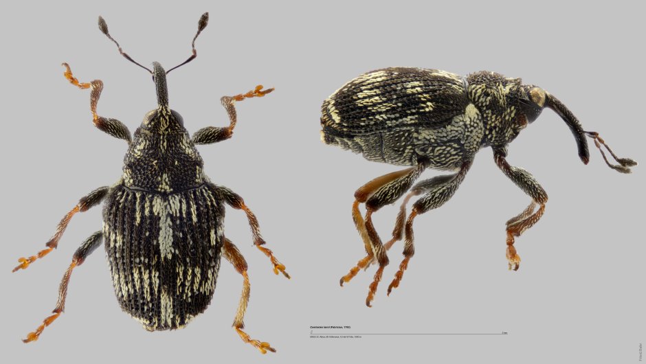 Hylobius pinastri