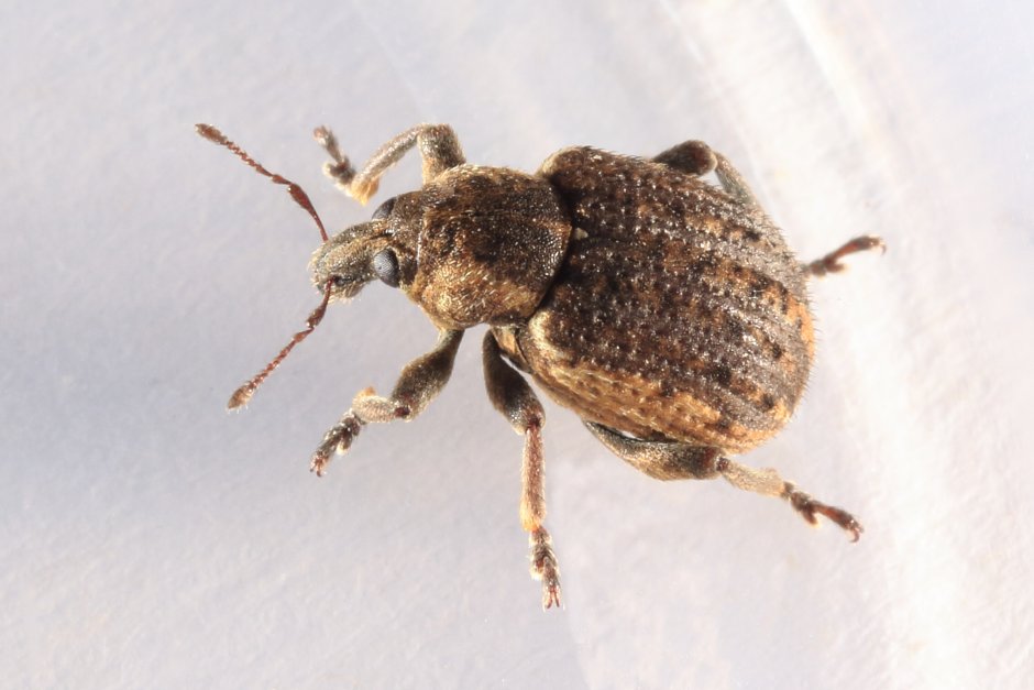 Жук притворяшка Gibbium Psylloides