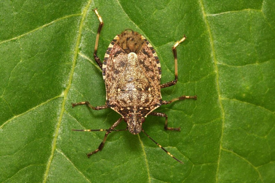 Coniocleonus hollbergii