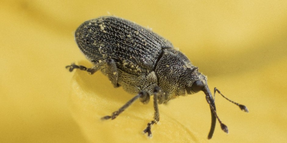 Polyphylla laticollis