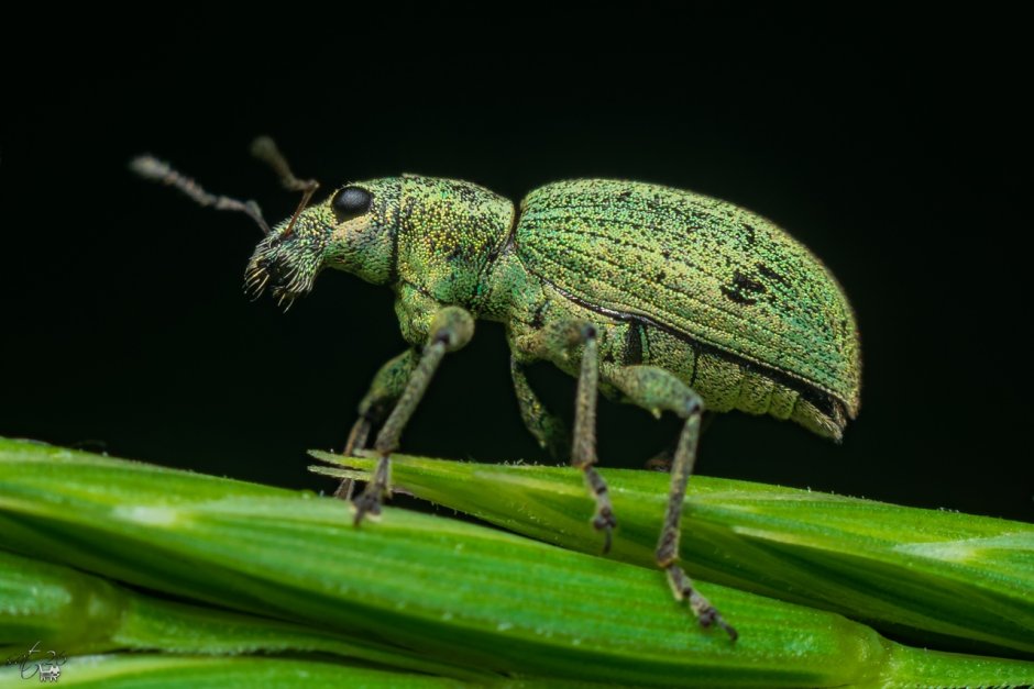 Коричнево-мраморный клоп (Halyomorpha halys)