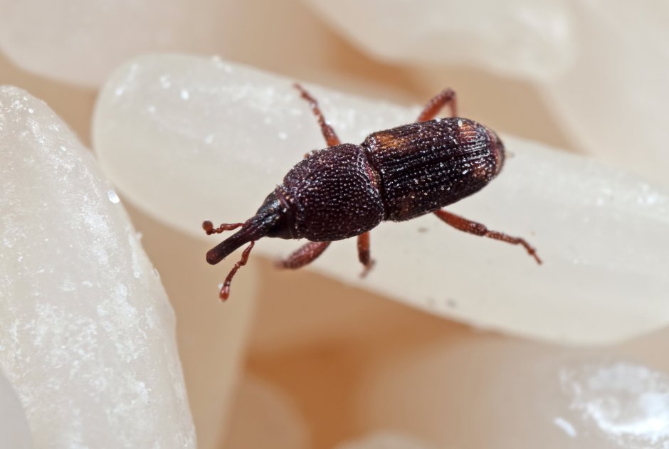 Tournotaris bimaculatus