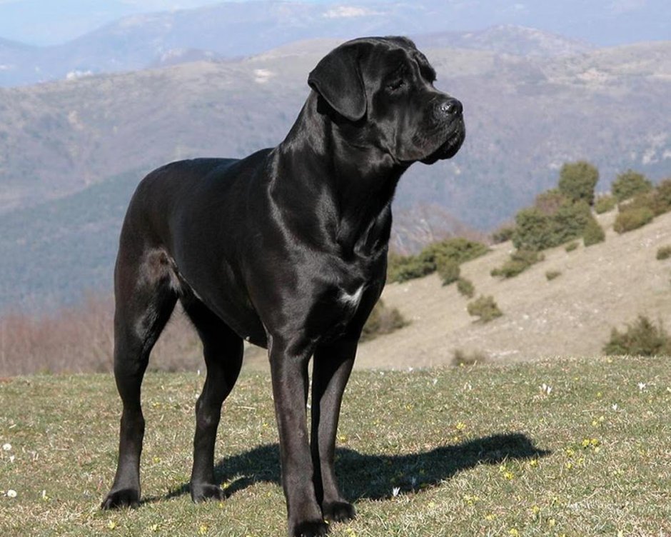 Американский мастиф Кане Корсо
