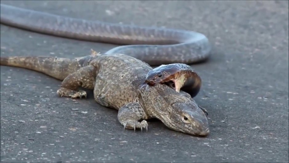 Komodo vs King Cobra!