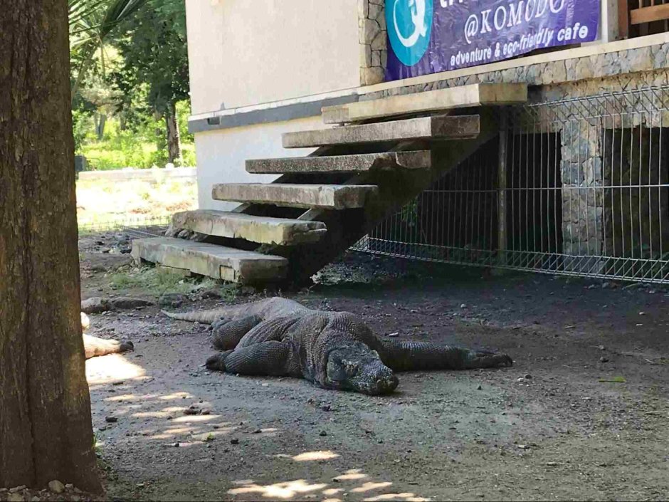 Комодский Варан зубы
