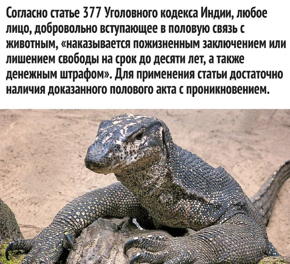 Комодский дракон в разрезе