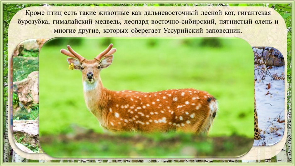 Уссурийский пятнистый олень Приморский край