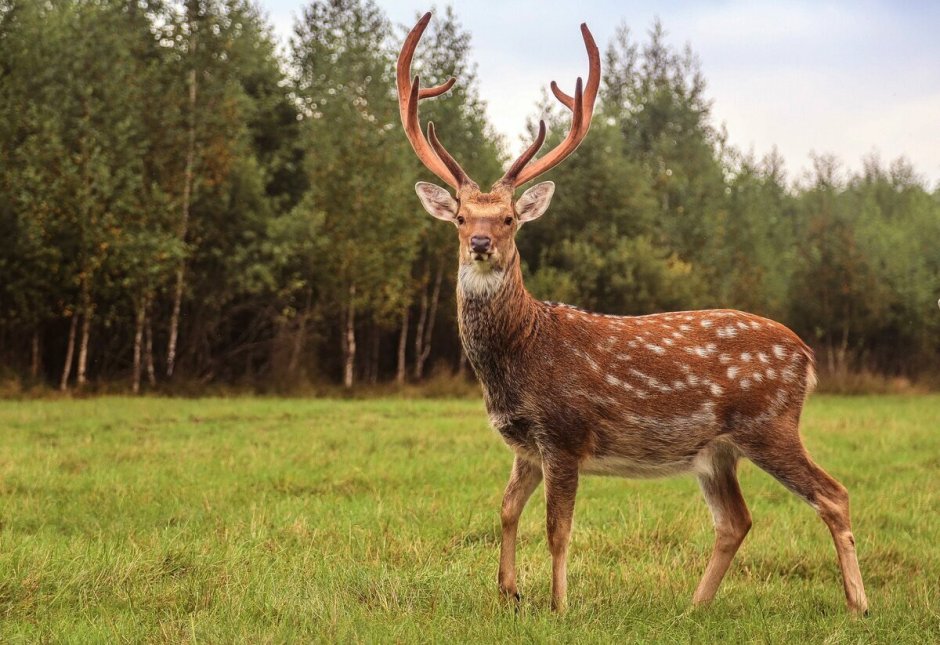 Пятнистый олень (Cervus Nippon)