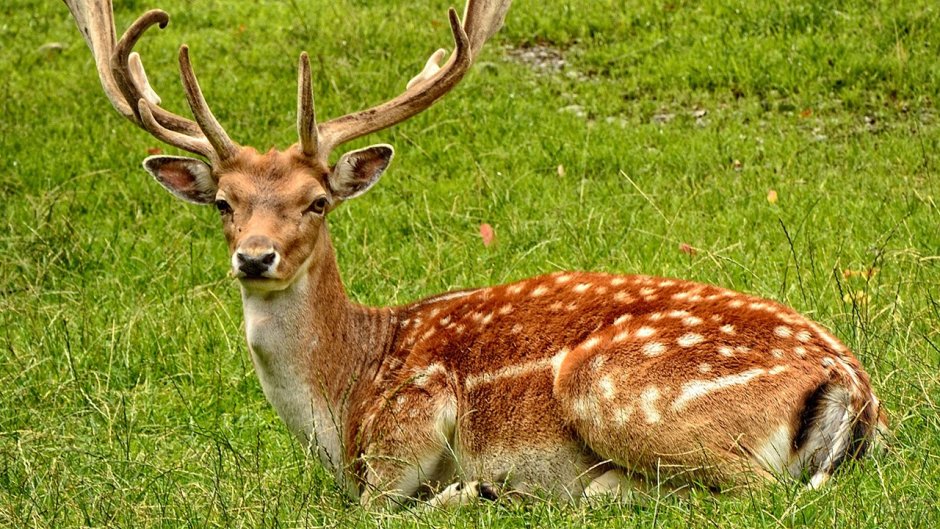 Пятнистый олень (Cervus Nippon)