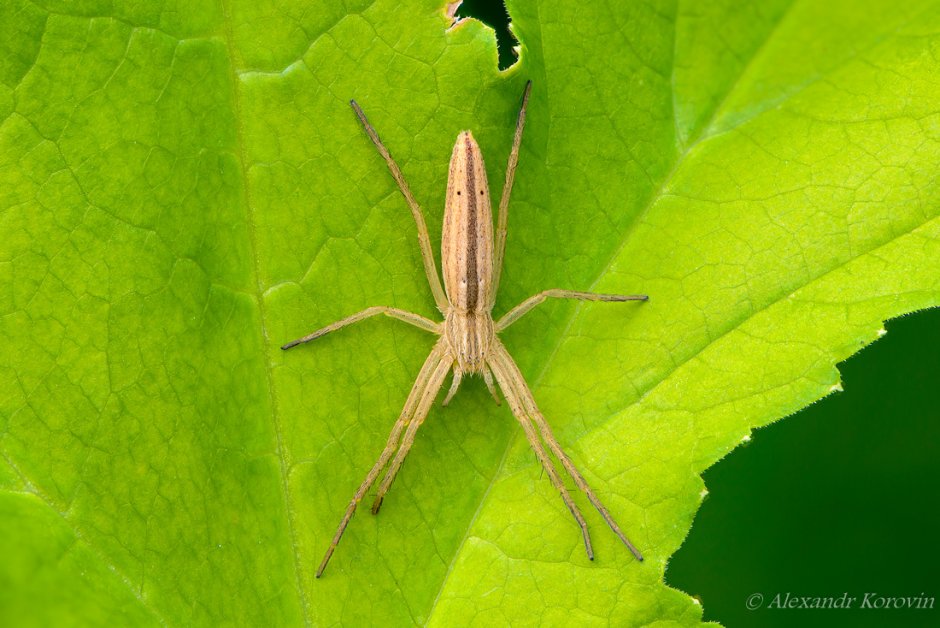 Philodromus cespitum